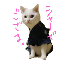 [LINEスタンプ] シャーちゃん001