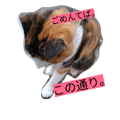 [LINEスタンプ] ニャンコ先生のぼやき
