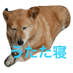 [LINEスタンプ] たー様