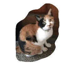 [LINEスタンプ] 猫のくうちゃんスタンプ