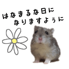 [LINEスタンプ] ハムスターはなまるさんのはなまる日和。