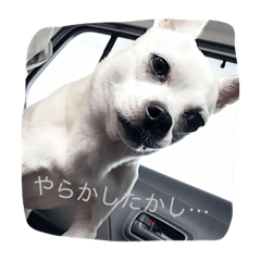 [LINEスタンプ] アイアムバブルマン。〜茶色い弟子と共に〜