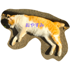 [LINEスタンプ] のら猫