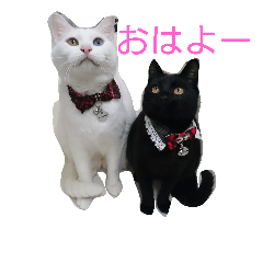[LINEスタンプ] ネコがいて幸せな生活