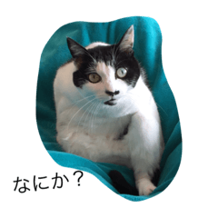 [LINEスタンプ] ねこ しゃあ1