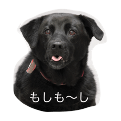 [LINEスタンプ] Dog Cafe TAMURA マウイの画像（メイン）