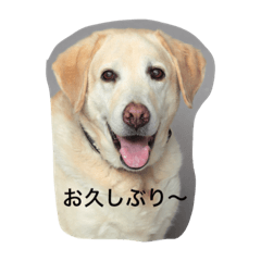 [LINEスタンプ] Dog Cafe TAMURA マック