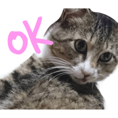 [LINEスタンプ] にゃあちゃん1