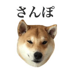 [LINEスタンプ] 柴犬こてつ