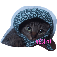 [LINEスタンプ] パミちゃん