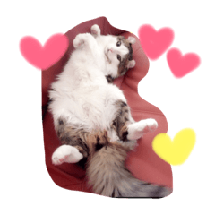 [LINEスタンプ] アメリカンカールのジルくん