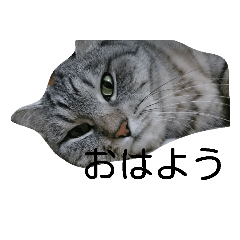 [LINEスタンプ] ねこねこねこ！