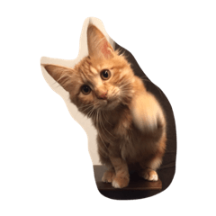 [LINEスタンプ] メインクーンのレックス君