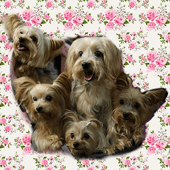[LINEスタンプ] Lovely~Yorkshire Terrier