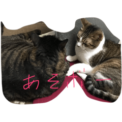 [LINEスタンプ] ニャンコ✖️ニャンコ
