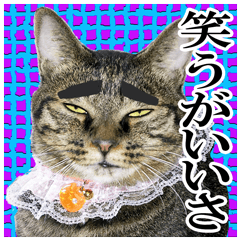 [LINEスタンプ] リアルキジトラ❤笑える猫写真1