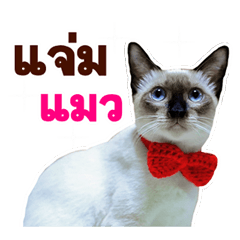 [LINEスタンプ] Kanomtarn - The siamese cat