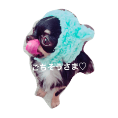 [LINEスタンプ] チワワのちゃちゃ