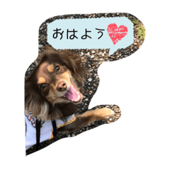 [LINEスタンプ] チョコの日常(チワックス)