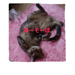 [LINEスタンプ] 猫コースケ