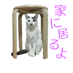 [LINEスタンプ] 猫スタンプ(ももちゃん)