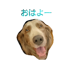 [LINEスタンプ] ワイマラナーのワイマ君