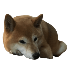 [LINEスタンプ] 柴犬ひなちゃん