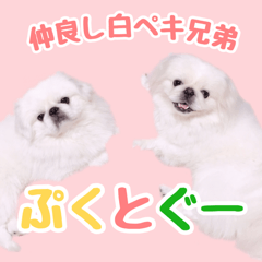 [LINEスタンプ] pugustagram