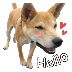 [LINEスタンプ] The stupid dog in my home