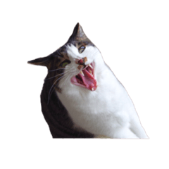 [LINEスタンプ] ねこのサフィ