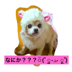 [LINEスタンプ] ロングコートちわわのモコとキー