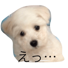 [LINEスタンプ] まるちーずのまる