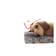 [LINEスタンプ] わが家のひめちん_1