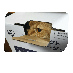 [LINEスタンプ] ぐーたらにゃんこ