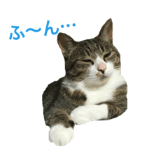 [LINEスタンプ] 酒井さんちのあずきくん