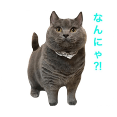 [LINEスタンプ] もことここのにゃん姉妹スタンプ