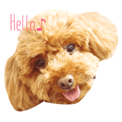 [LINEスタンプ] Luku's Life✴︎