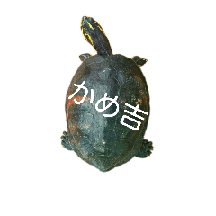 [LINEスタンプ] かめ吉