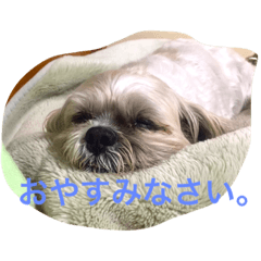 [LINEスタンプ] シーズーのうーたん