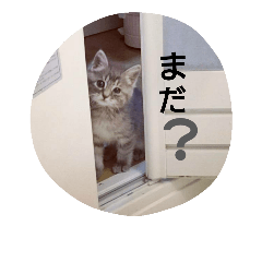 [LINEスタンプ] 灰猫