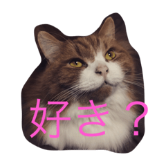 [LINEスタンプ] モフ猫ふわ蔵