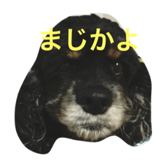 [LINEスタンプ] 不機嫌なLOLO