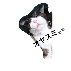[LINEスタンプ] はちわれ猫 たび 1