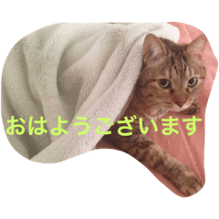 [LINEスタンプ] こぶとくろ