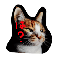 [LINEスタンプ] 三毛猫みいこ