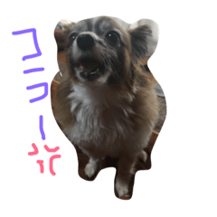 [LINEスタンプ] パピヨン★はぁちゃん