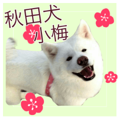 [LINEスタンプ] 秋田犬 小梅