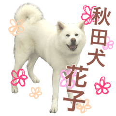 [LINEスタンプ] 秋田犬 花子