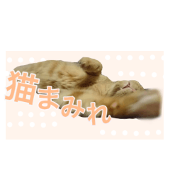 [LINEスタンプ] 猫 まみれ