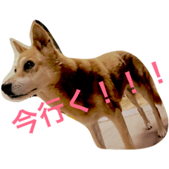 [LINEスタンプ] かぴちゃん②